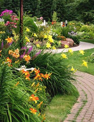 daylily by the walkway