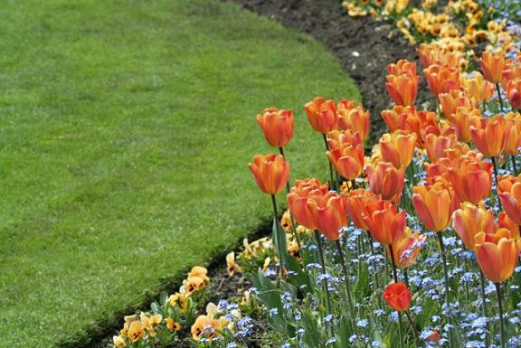 Pruning tulips and lawn edging