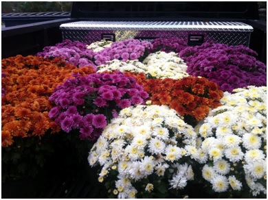 colorful-mums-LandworkContractors