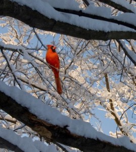 red bird on snowy tree
