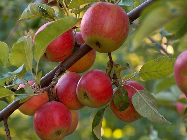 apple tree with red apples