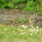 bunny in flowers and green grass