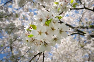 flowering tree bloming white