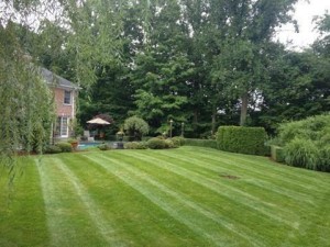 Fresh cut online lawn