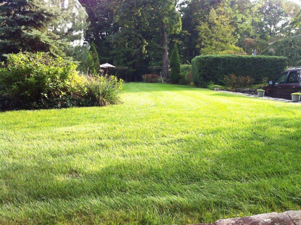 green gras back yard