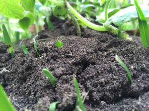 black sprouting soil