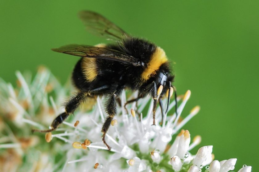 bee on the flower