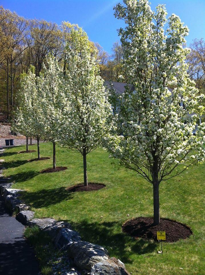 blooming trees - Landwork Contractors