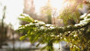 snow melting on tree branch