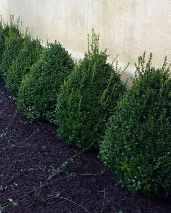 planted evergreen trees