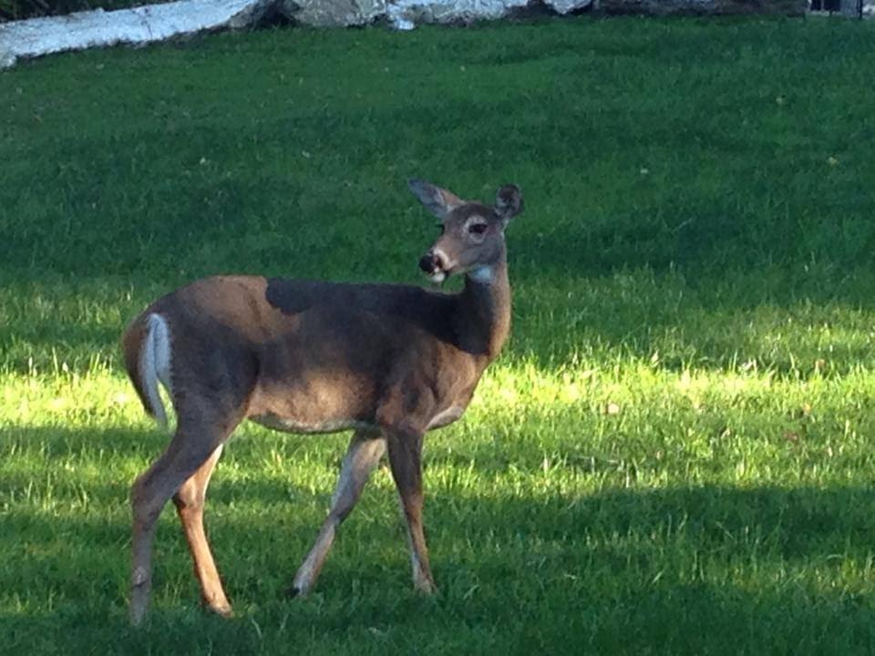 deer on the field - lawn care westchester