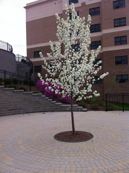 blooming tree in court-yard