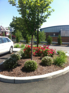 curb landscaping maintenance