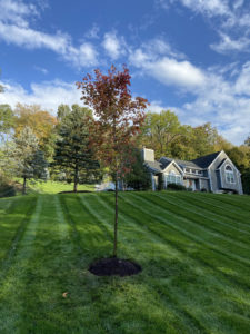 beautiful grass mowing and Maintenance