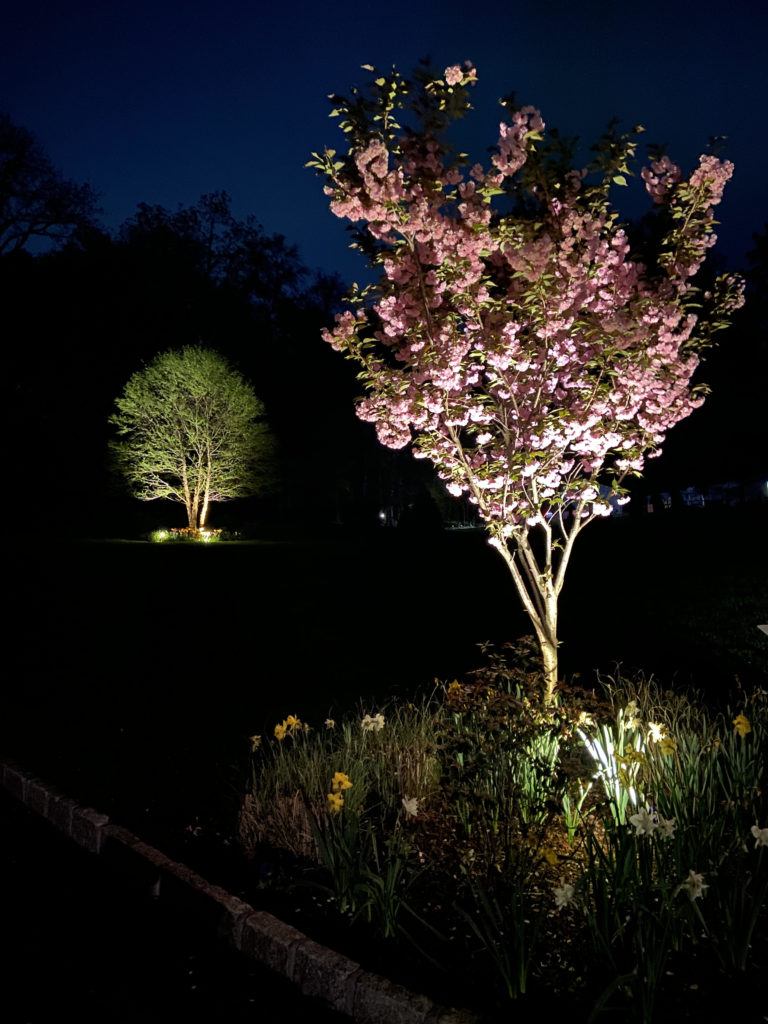 Landscape Lighting nigh picture of a tree